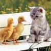 ������ ��� vegaran